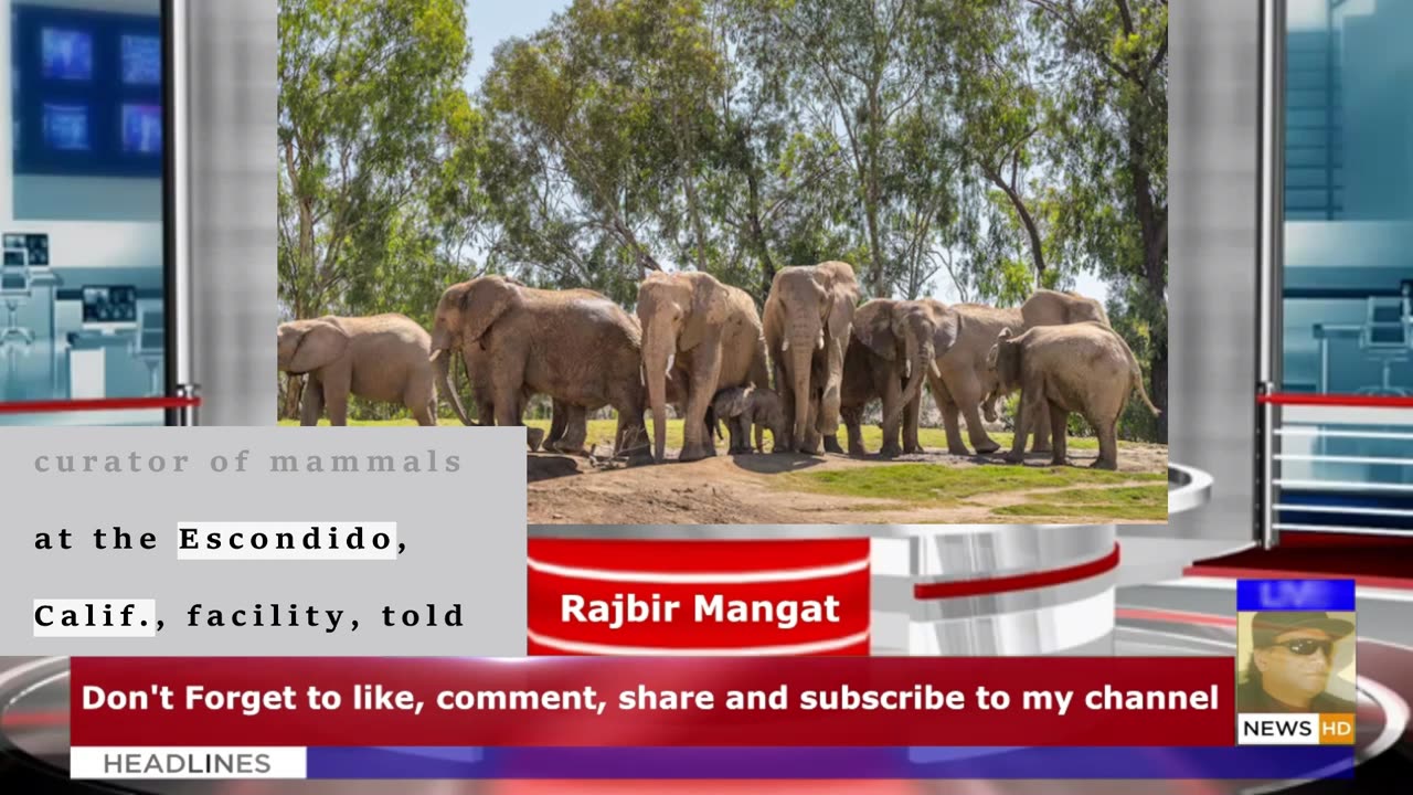 When an earthquake hit, these elephants formed a protective circle around their youngest