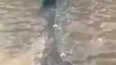 Des pêcheurs se retrouvent submergés par des centaines de poissons