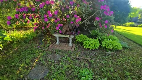 Mid-May Gardens Walk! _ With The PUPS! // Whitt Acres