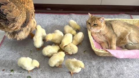 Chickens playing with the cat