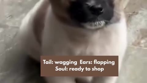 Pet Accessories Online at Great Discount - Limited Time Only