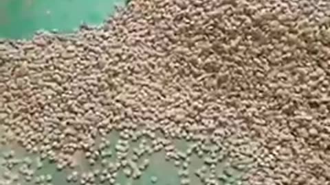 Stop Buying Conventional Dog ⧸ Cat Food & Treats, They Are Poison to Your Pets...