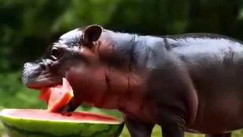 Tiny Hippo Devours Watermelon with Adorable Enthusiasm!