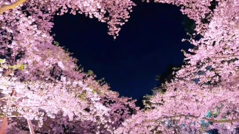Spotting heart-shaped cherry blossoms.