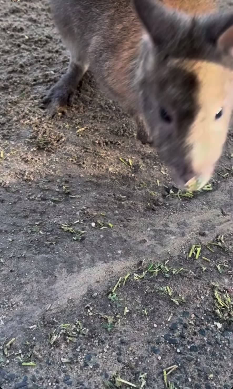 Beautiful kangaroo ❤️