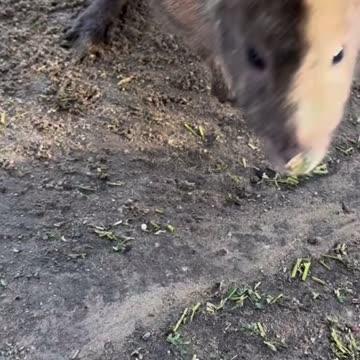 Beautiful kangaroo ❤️