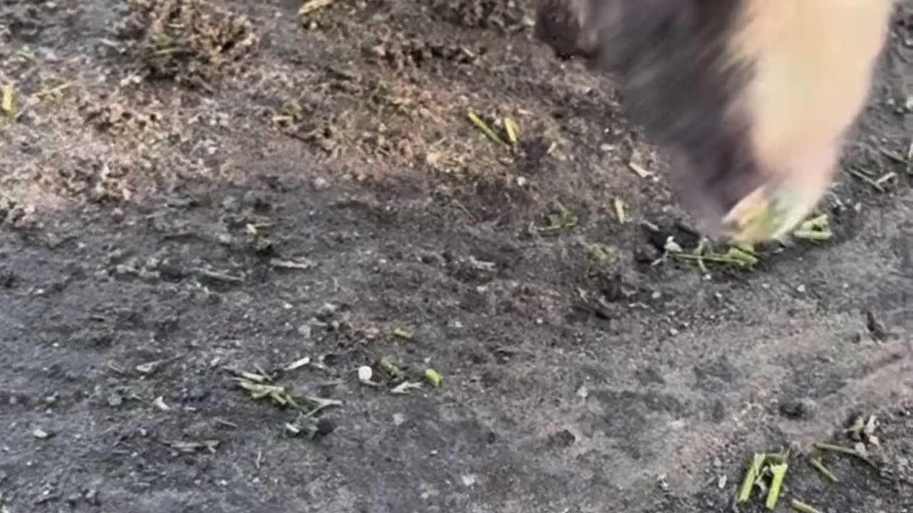 Beautiful kangaroo ❤️