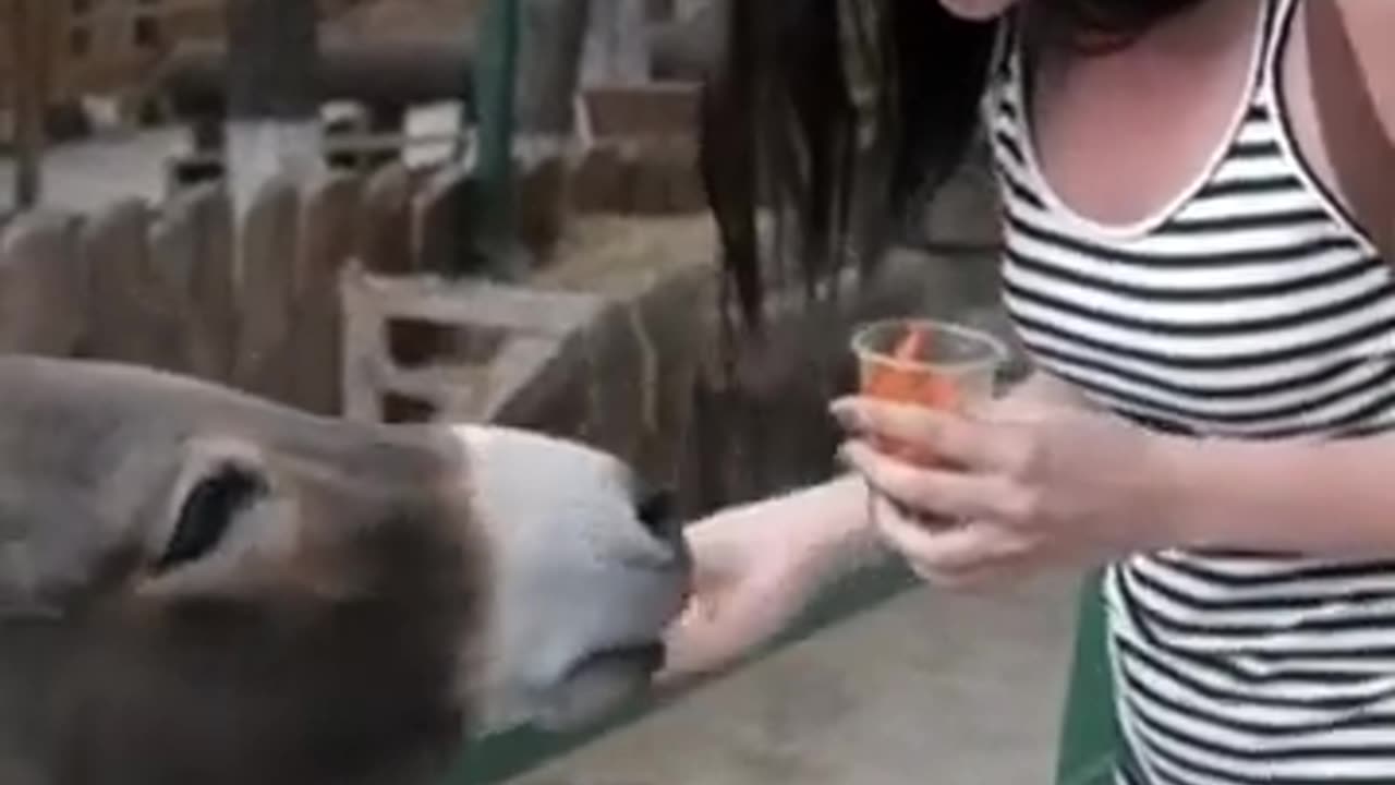 Funny animals 😂😂😂
