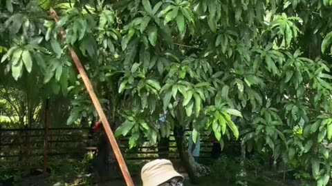 Under the Mango Tree: A Thief’s Tale