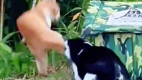 Two cats fight every day.🥲#cutecat #catsoftiktok