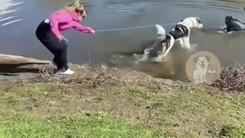 Funny animals
