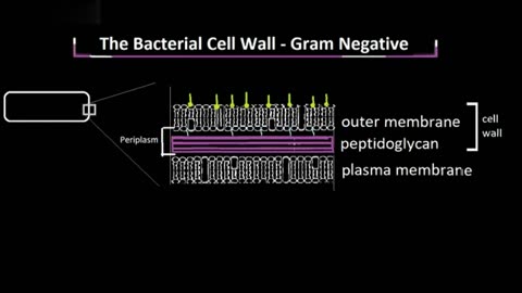 Structure of the Gram Negative Cell Wall, Explained
