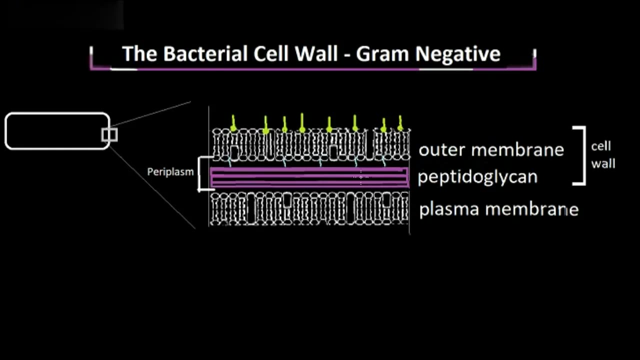 Structure of the Gram Negative Cell Wall, Explained