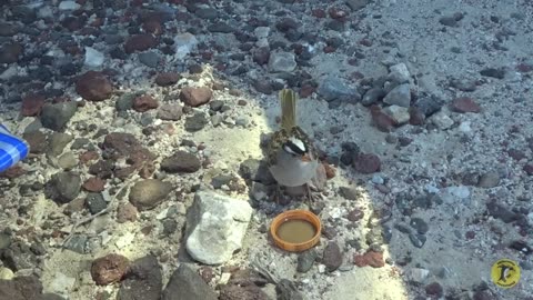 Thirsty Bird In The Desert Asks Me For Water - You Won't Believe What It Did Next!