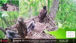 🦅 Wind Beneath Their Wings Zeus and Annie Feel the Breeze (7.5.2025)
