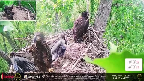 🦅 Wind Beneath Their Wings Zeus and Annie Feel the Breeze (7.5.2025)