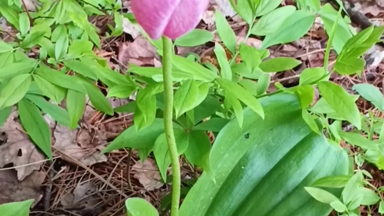 Lady Slipper
