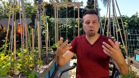 Grow Tons of Tomatoes, Not Leaves – The COMPLETE Guide!
