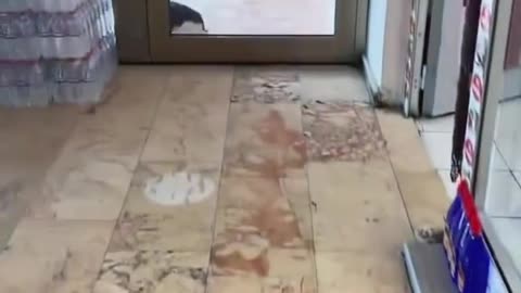 cats are slowly invading the earth