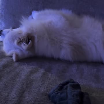 Gastoz - Andjela - Lilica - Snupi - 18.10.2025