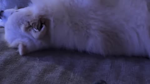 Gastoz - Andjela - Lilica - Snupi - 18.10.2025