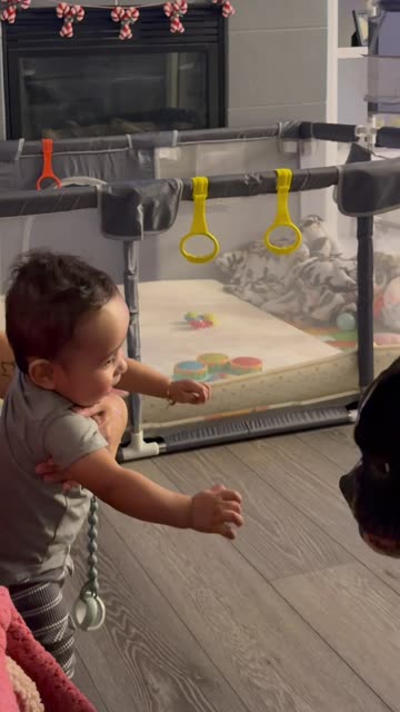 Baby Giggles At Dog's Playful Antics