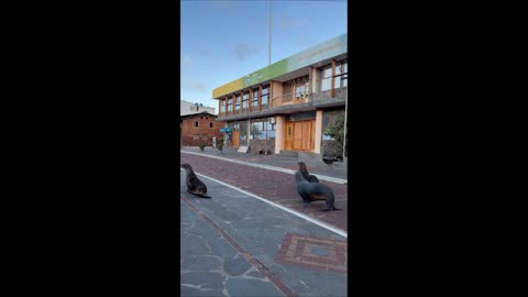 Galapagos Sea Lions Run Down Street