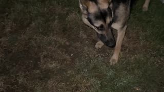 German Shepherd zoomies hit different