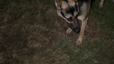 German Shepherd zoomies hit different