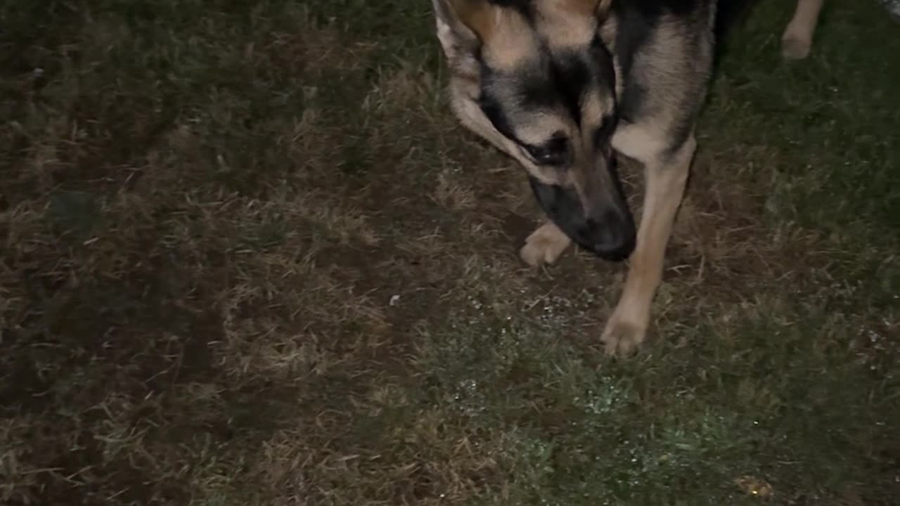 German Shepherd zoomies hit different