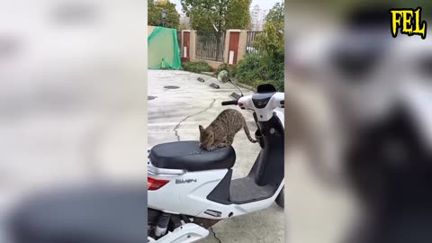 Pets Gone Wild: The Ultimate LOL Zoo