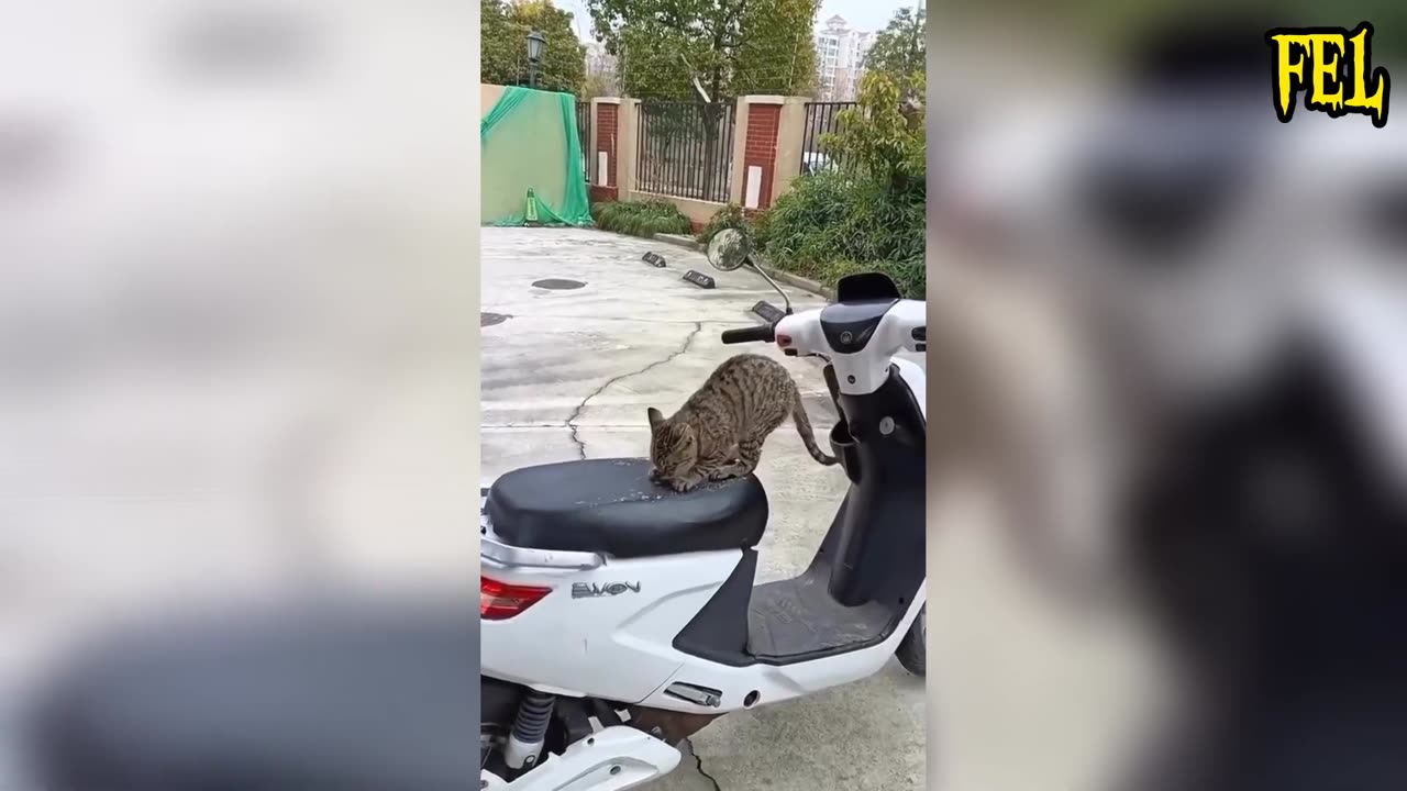 Pets Gone Wild: The Ultimate LOL Zoo