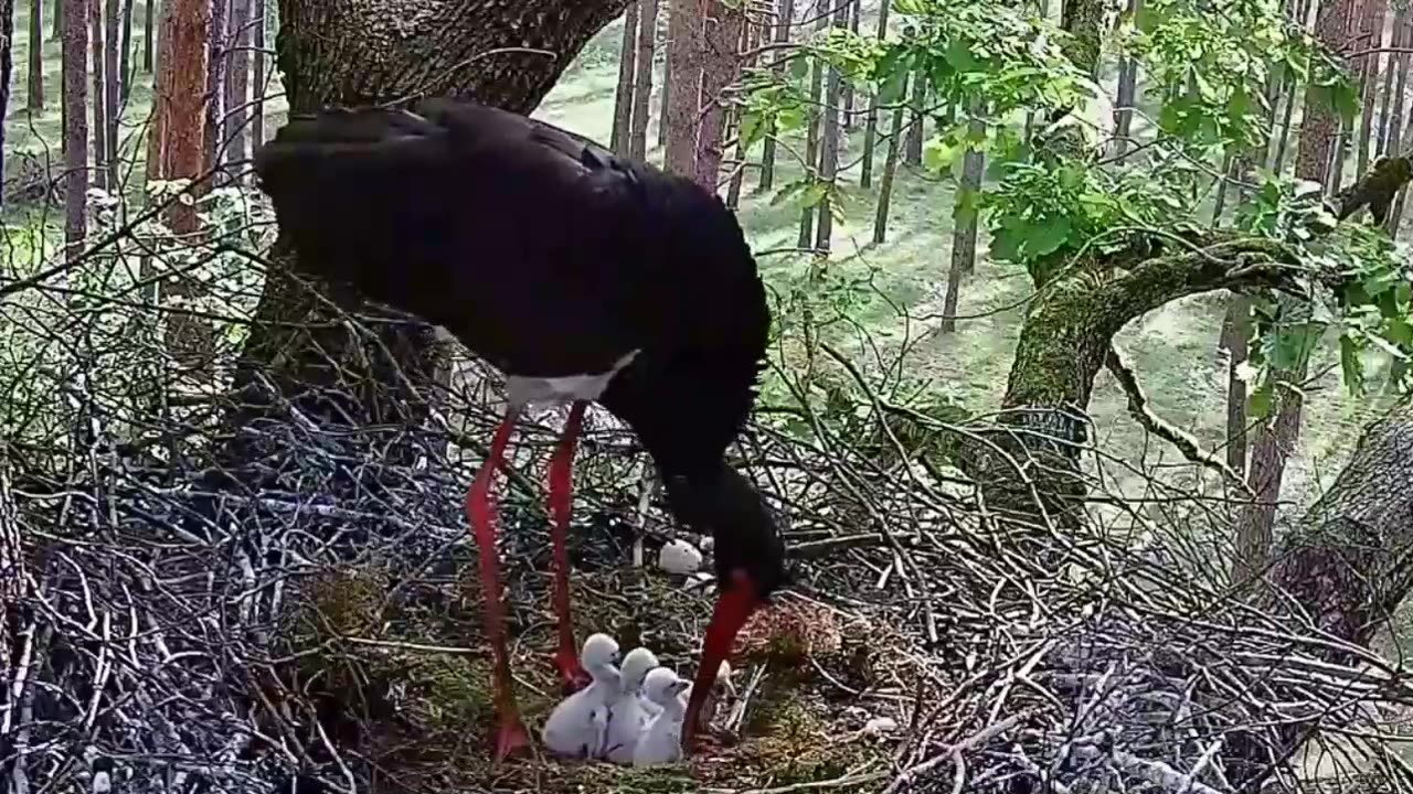 5 black stork chicks