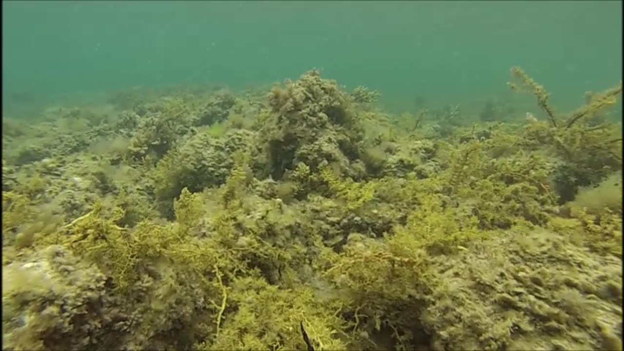 This Is Where Sharks Lurk
