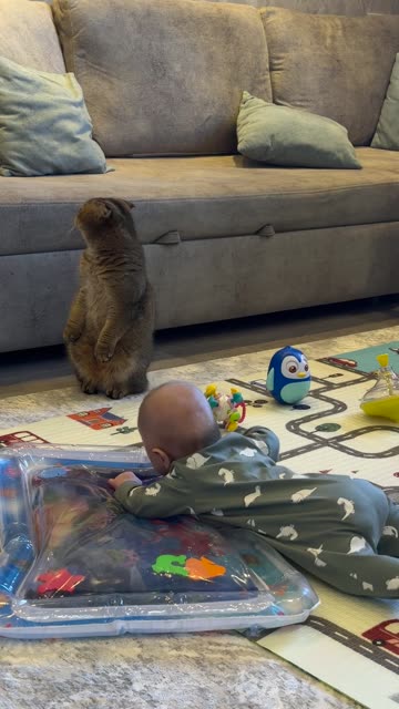 Cat Stands Up Like a Meerkat After Baby’s Yell