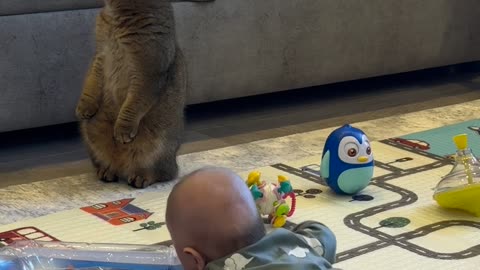 Cat Stands Up Like a Meerkat After Baby’s Yell