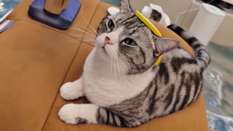 labubu