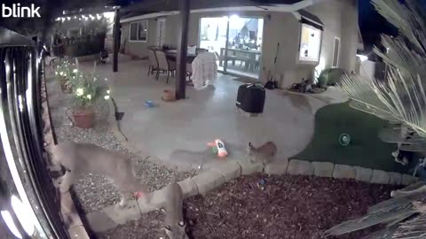 Bobcat Family Snoozes on Jacuzzi