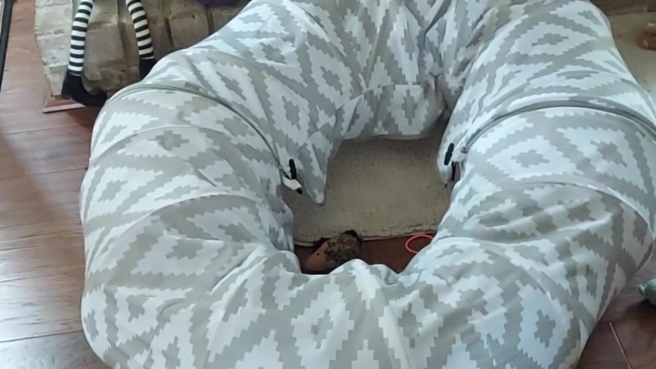 🤯🐈 What IS This Thing?! Crashing Like a Fish | FunFM