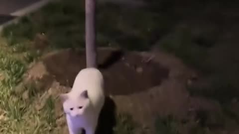 This cat looks like he pays rent and has regrets 😭