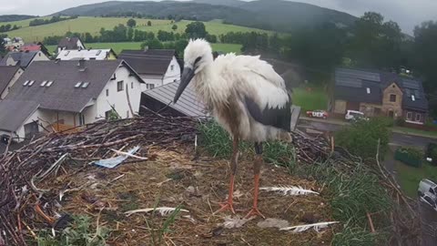 The loneliness of a young stork during a hailstorm ⛈ 😘