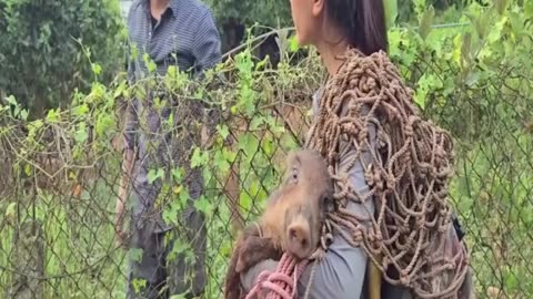 1 - 27 The Miraculous Survival Journey ofa Girl- Building a Wooden House and Hunting Wild Pigs