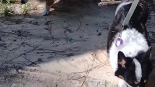 Corgi pups in the park (Shorts) #shorts