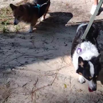 Corgi pups in the park (Shorts) #shorts