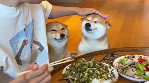 Two Dogs Watch Their Brother Eating – Hilarious Animal Moment ! 🐶