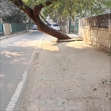 😱 Bending Trees Mystery REVEALED on Delhi Streets! 🌴#BendingTrees , #StreetTrees