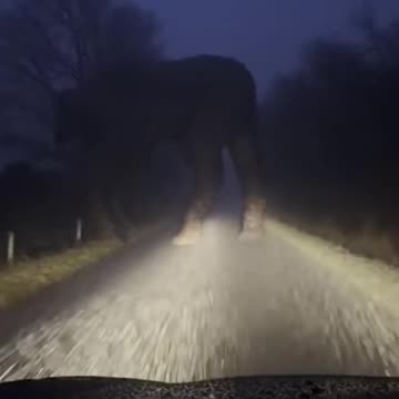 The Creature of the Mist