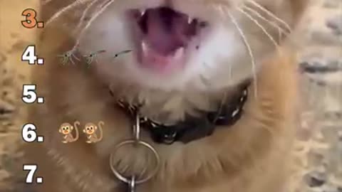 When Animals Steal the Spotlight
