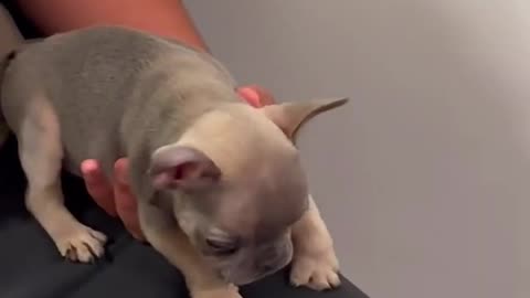 This dog is talking back at ots owner