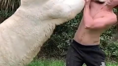 The kind forest ranger adopted the abandoned white tiger cub and then